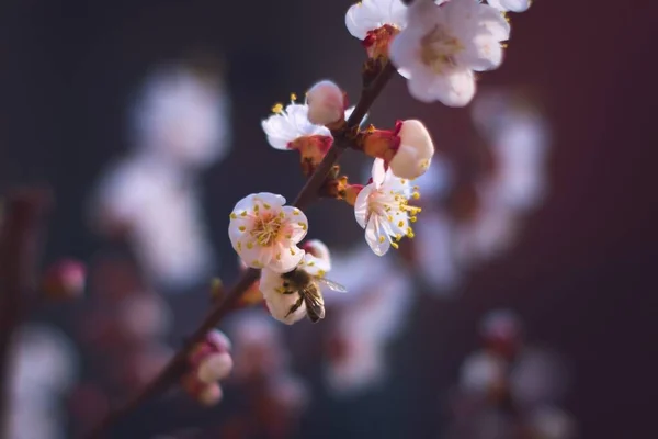 일벌은 봄철에 나무의 꽃에서 꽃가루를 모은다 — 스톡 사진
