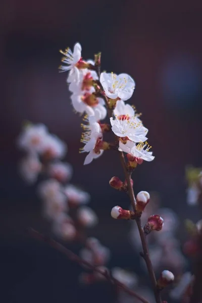 White Apricot Tree Flowers Springtime Close — Stock Photo, Image