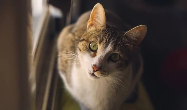 Цікавий Таббі Кіт Дивиться Камеру — стокове фото