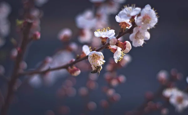 Weiße Aprikosenblüten Frühling Nahaufnahme — Stockfoto