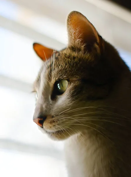 Retrato Lateral Gato Tabby Hermoso Saludable — Foto de Stock