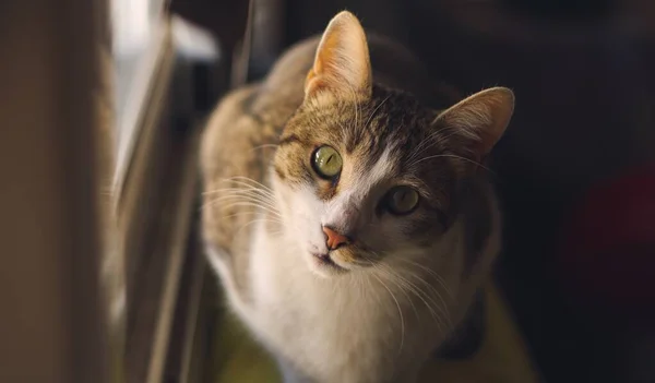 Curioso Gato Tabby Mirando Cámara — Foto de Stock