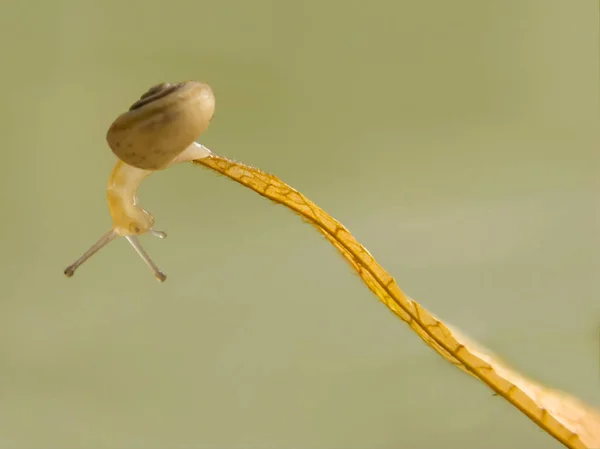 Small Snail Hanging Dry Leaf — Stock Photo, Image