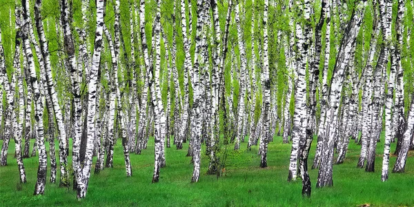 Bosque Abedul Con Abedules Blancos Como Nieve Hierba Esmeralda Brillante Imagen de archivo