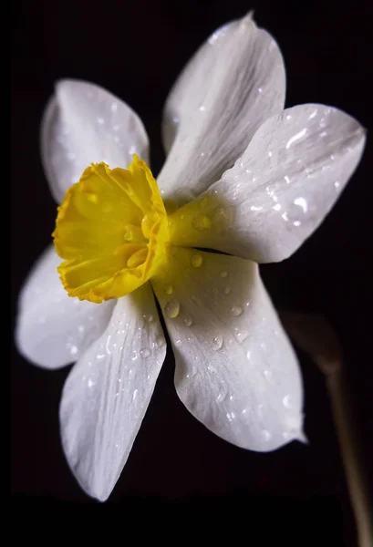 Una Flor Narciso Con Pétalos Blancos Centro Amarillo Despliega Ángulo — Foto de Stock