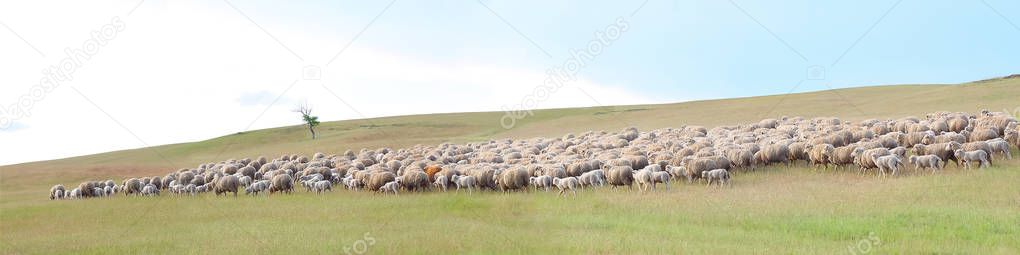 A flock of sheep grazes in a green meadow on a background of a lonely tree