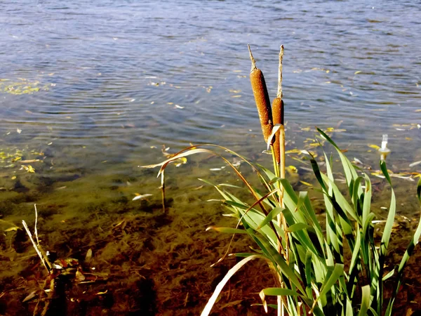 Blooming Bulrush Cresce Sullo Sfondo Uno Stagno Trasparente Una Luminosa — Foto Stock