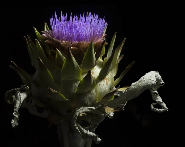 Artichoke green plant with dried lower leaves blooms in purple on a black background