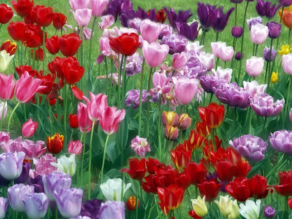 Red, yellow, white, lilac, purple, pink tulips grow on a bed against a background of green leaves