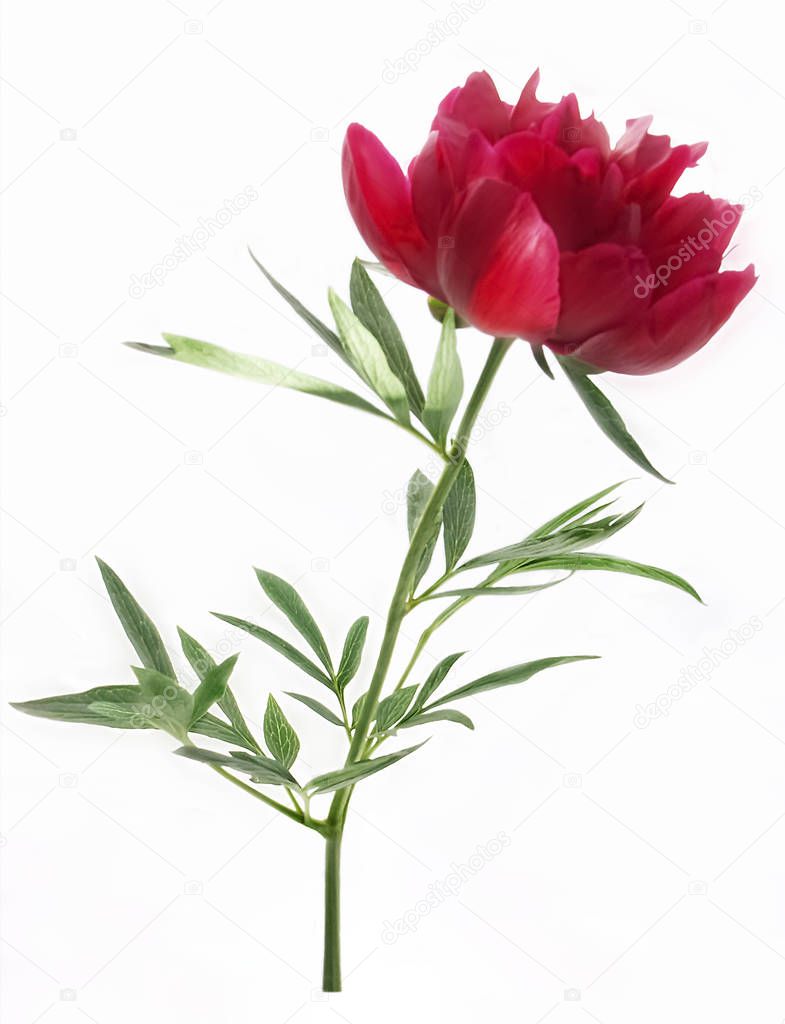 A sprig of peony with a red flower and green petals lies on a white surface lit by the rays of the sun.