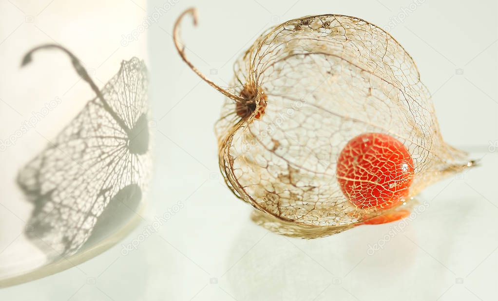 Physalis berry found itself in the net of its own dried petals against the background of its reflection