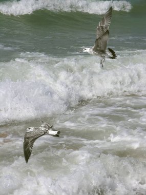 İki martı azgın Karadeniz üzerinde beyaz köpük bir arka plan üzerinde sinek