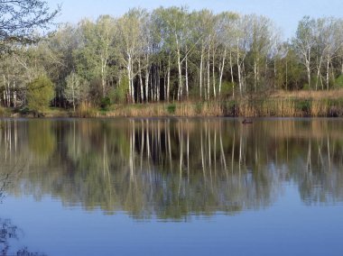 Bir huş ağacı korusu Khorol Nehri kıyısında yetişir ve mavi bir gökyüzüne karşı suya yansır