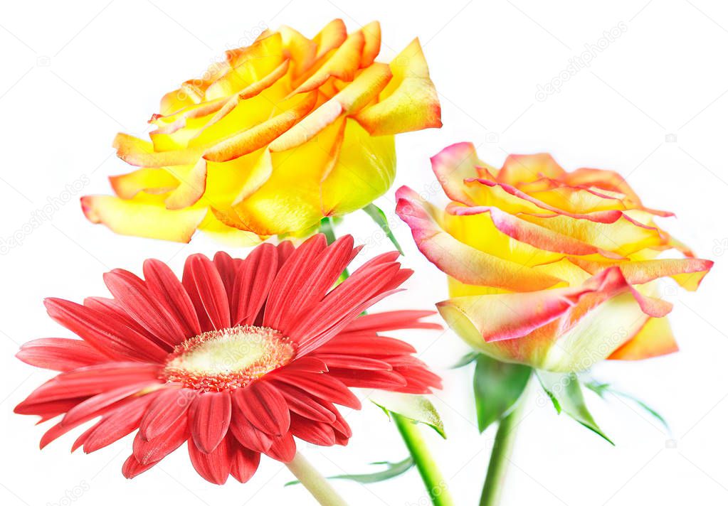 Bouquet of red gerbera and two yellow roses on green stems is on a white background