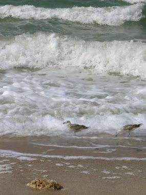 İki martı deniz sörfünün arka planında yiyecek bulmak için sahil boyunca yürüyor.
