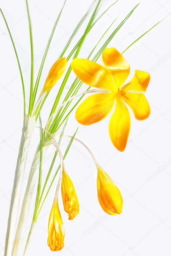 Bouquet of yellow crocuses with long narrow green leaves on a white background