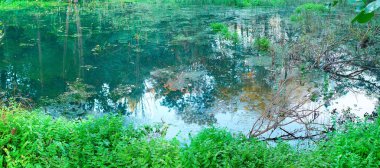 Sonbahar ormanı ve bulutlu gökyüzü hala yeşil bitkilerle çevrili bir orman gölünün suyuna yansır.