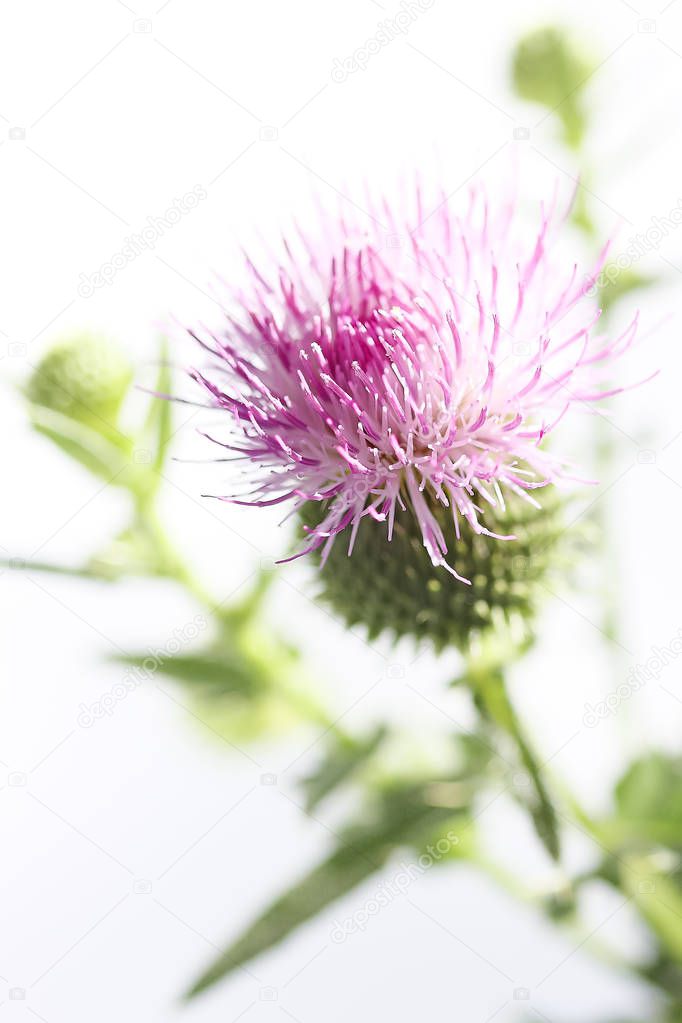 Milk thistle plant with green spiny leaves blooms with a purple spherical flower on a white background