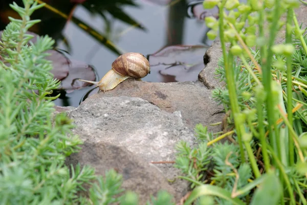 Caracol Bordô Rasteja Uma Pedra Margem Lago Contra Fundo Grama — Fotografia de Stock