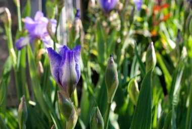 Mavi süsen çiçekleri yaz parkında yeşil yapraklardan oluşan bir arka planda çiçek açarlar. Yakın plan.