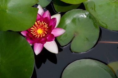 Pembe bir nilüfer yeşil yapraklarda saklanır. Yakın plan..