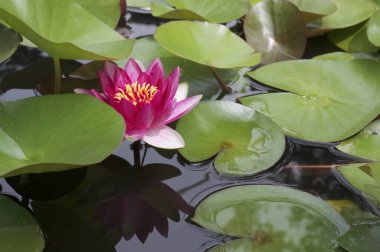 Pembe bir zambak, yeşil yaprakların ve temiz suyun arasında bir gölette yetişir. Yakın plan..