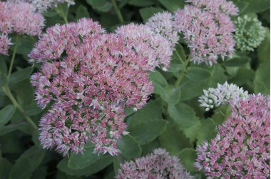 Hylotelephium telephium çiçekleri yeşil yaprakların arka planında sonbaharda bahçede yetişir. Yakın plan..