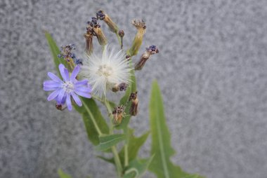 Sonbaharda bahçede yeşil yaprakların arka planında ve gri bir duvarda leylak ve beyaz renkli küçük çiçekler yetişir. Yakın plan..