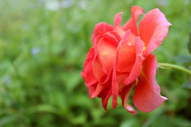 Fotoğrafta bir çiçek görülüyor. Fotoğraf yağmurdan hemen sonra bir yaz akşamı çekildi..
