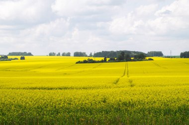 Geniş kolza tohumu tarlası