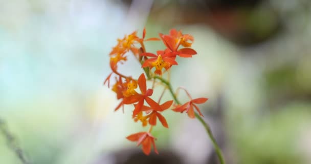 Nahaufnahme einer schönen Orchidee (Epidendrum)) — Stockvideo