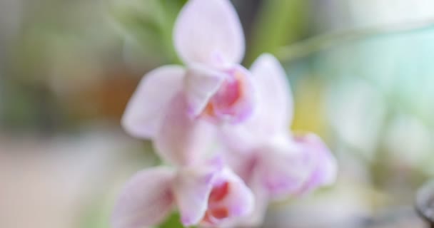 Primer plano de una orquídea rosada hermosa (phalaenopsis ) — Vídeos de Stock