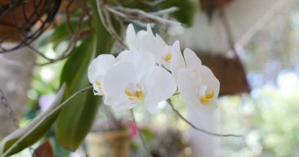 Detailní záběr krásné bílé orchideje (falaenopsis) — Stock video