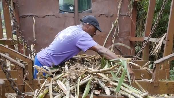Hombre trabajando en el proceso de extracción de caña de azúcar en la destilería tradicional - Le Lamentin, Martinica - Primavera 2017 — Vídeo de stock