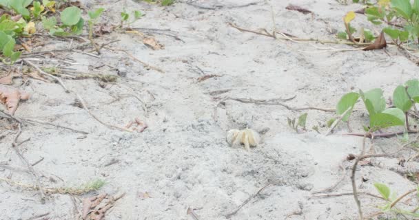 Маленький желтый краб выходит из своей норы на Карибском пляже летом рядом с океаном и кокосовыми пальмами. — стоковое видео