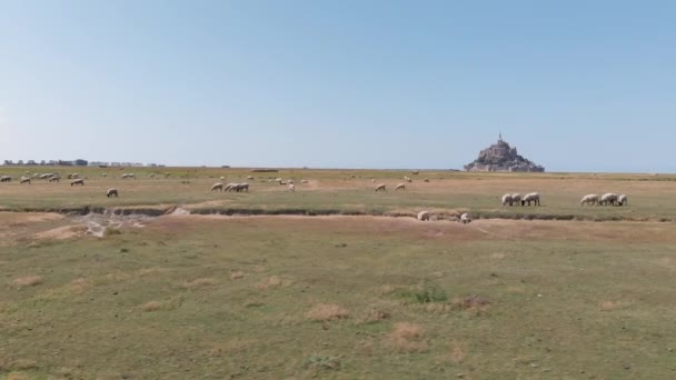 Aerial drone view of mont saint michel with sheep, mont saint michel, Francja 2018-09-01 — Wideo stockowe