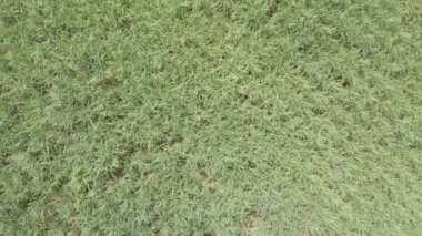 Yukarıdan şeker kamışı tarlasına yakın çekim, kamış şeker işleme, yani saman ve bagasse yan ürünleri selülozik etanol, ikinci nesil biyoyakıt üretiminde kullanılabilir.