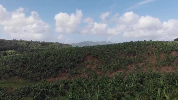 Pohled na banánové pole, tato plantáž je komerčním zemědělským zařízením nacházejícím se v tropických klimatech. Hlavními zeměmi vývozu banánů jsou Ekvádor, Kostarika, Filipíny, Kolumbie — Stock video