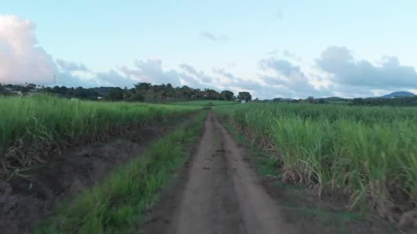 Summer afternoon flight drone view in sugar cane field. blue sky. Sugarcane, (Saccharum officinarum), perennial grass of the family Poaceae, primarily cultivated in brazil for its juice — ストック動画