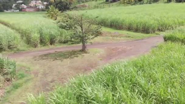 Vista aérea del pequeño baobab en campo de caña y cruce de caminos. paisaje poético — Vídeo de stock