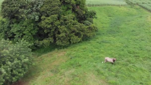 Ohromující vzdušný výstřel v karibských fazolích: od krávy na poli pasoucí se na pole cukrové třtiny. krásná příroda martinica — Stock video