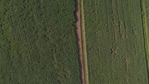 Luftaufnahme Des Zuckerrohrfeldes Zuckerrohr Wächst Vorwiegend Den Tropischen Und Subtropischen — Stockvideo
