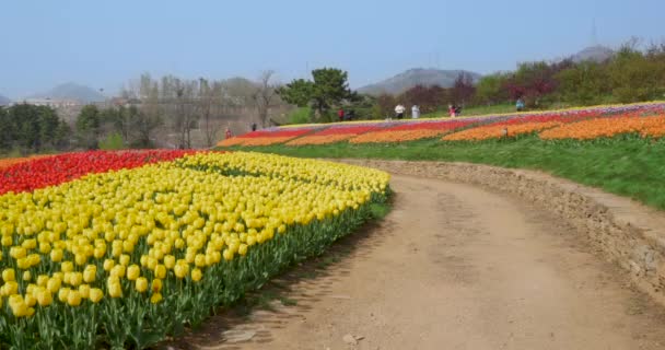 Číňané fotografování v krásné tulipán květinové pole s modrou oblohou — Stock video