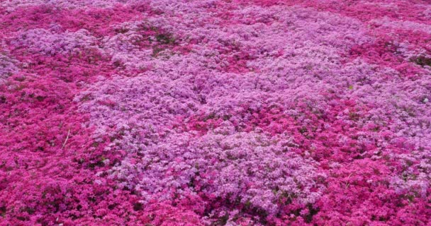 Rosa Blume mit leichtem Wind abgelegt. natürliche Wildblumen — Stockvideo