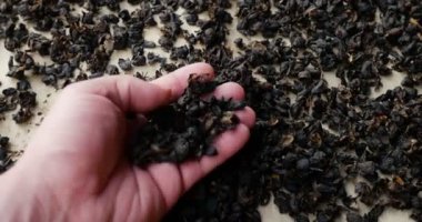 Bir çiftçinin elleri taze organik, sağlıklı kahve çekirdekleri. Çiğ Arap doğal tarımı tropikal açık hava çiftliğinde. Yakında tarlada siyah tohumlar yetişecek.