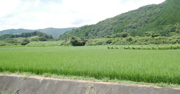 Riz à Shimantogawa - riz biologique naturel près de la ferme et de l'agriculteur Shimantogawa, Japon - 2918 août — Video