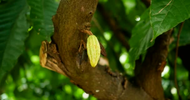 Maduración de vainas de cacao verde en un árbol. estas semillas tópicas harán chocolate orgánico y cacao al cosechar la plantación de campo. hermosa hoja borrosa fondo — Vídeo de stock