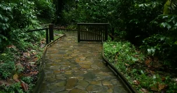 Sinema Sabit / Dengeli Pov yağmur ormanları yolunda yürüyor, etrafta egzotik bitkiler var. Guadeloupe 'daki bitki örtüsünden geçen tropikal patika. — Stok video