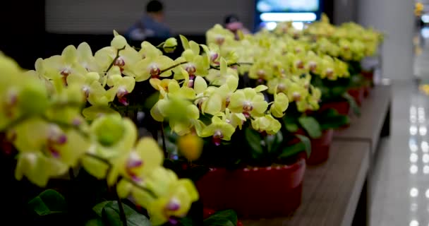 Flores Turistas Asiáticos Aeropuerto Internacional Incheon Corea Del Sur — Vídeo de stock