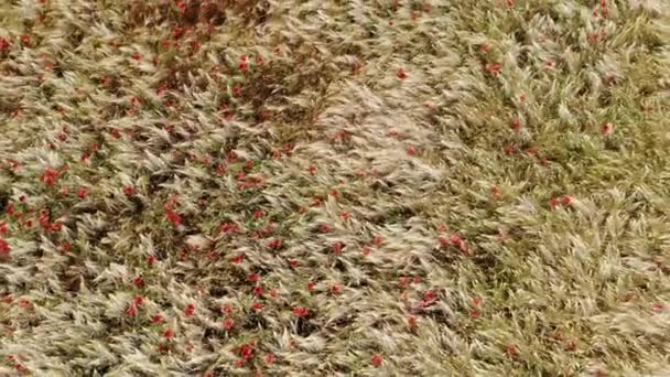 Veld van tarwe, een bovenaanzicht. Foto Schieten quadrocopters veld van rijpe gewassen. Tarweveld. Prachtig groen veld en bomen, rode papaver bloemen (Papaver rhoeas) tussen tarwevelden — Stockvideo